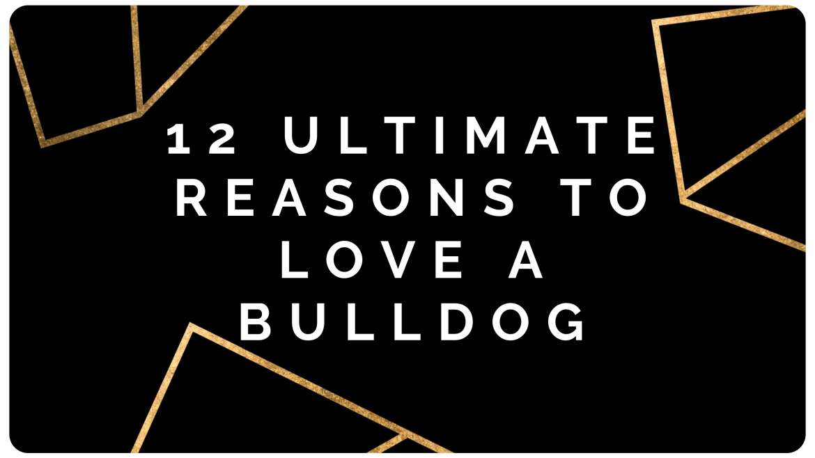 12 REASONS TO  LOVE A BULLDOG