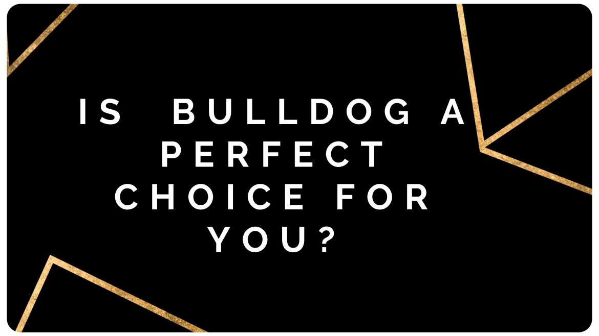 IS  BULLDOG A PERFECT CHOICE FOR YOU?