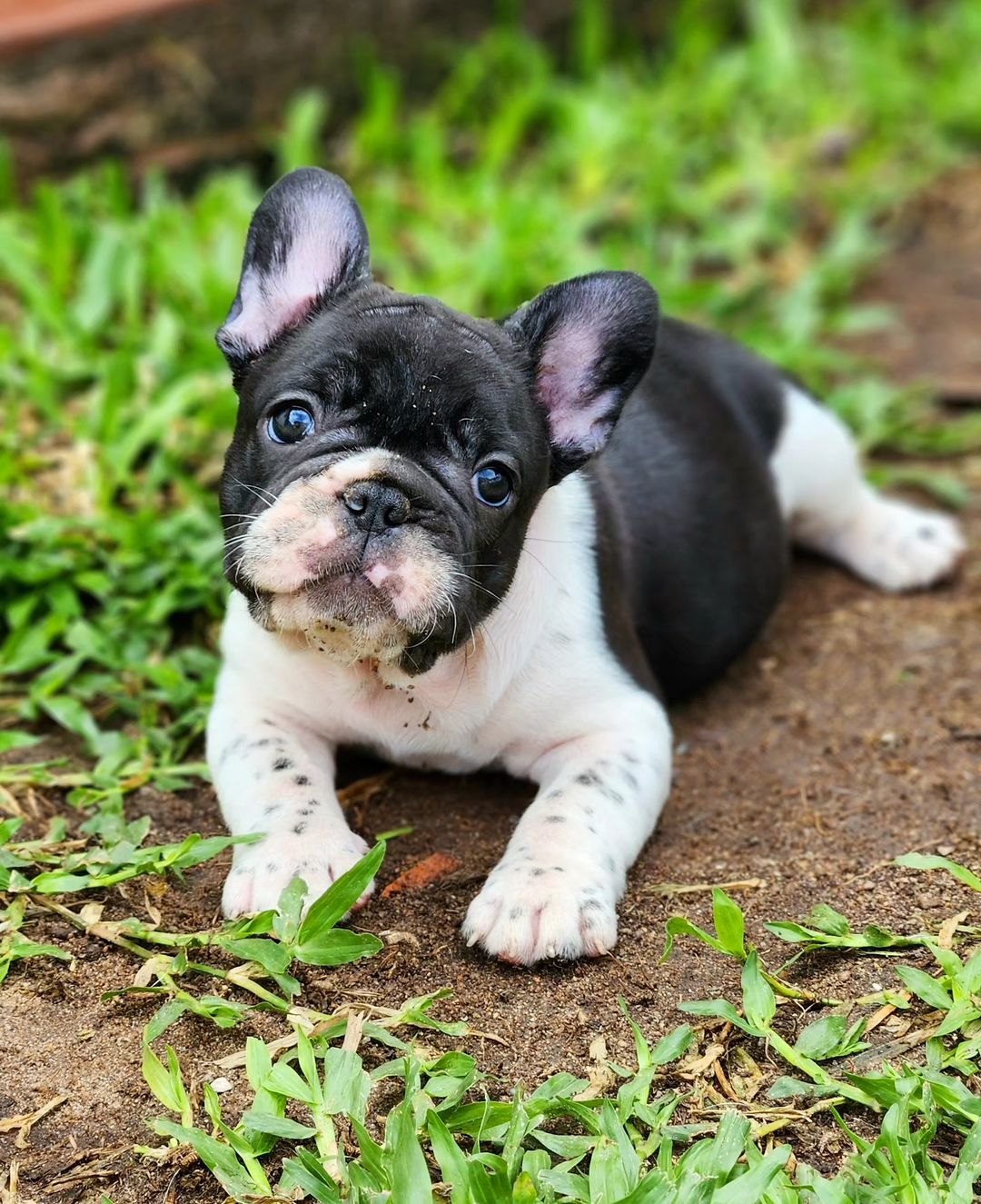 French bulldog puppy