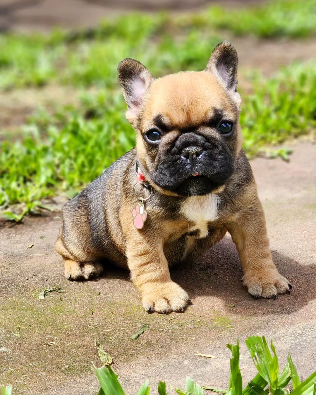 French bulldog puppy