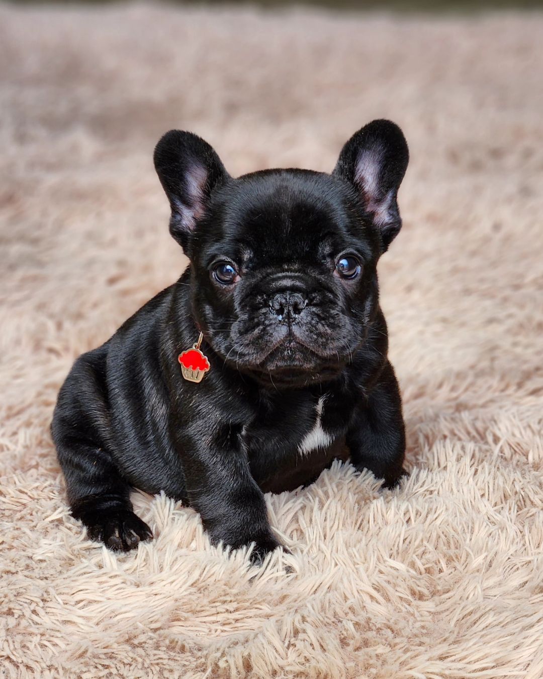 French bulldog puppy