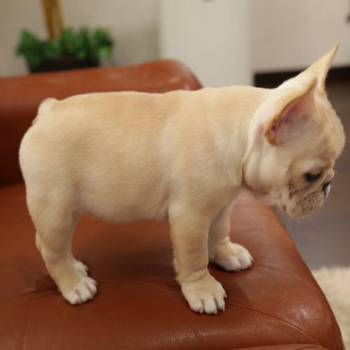 BRIO-French Bulldog Puppy