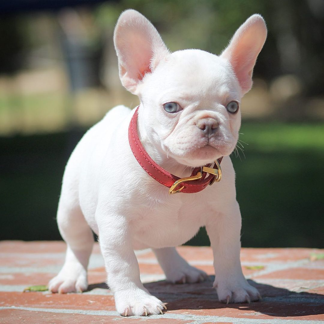 Ella-French Bulldog puppy